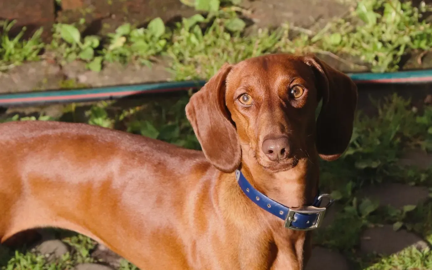 Weight & Food dachshund care image