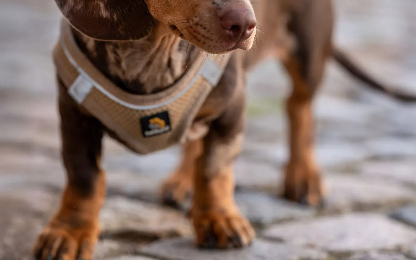 Dachshund at home for ownership cost planning