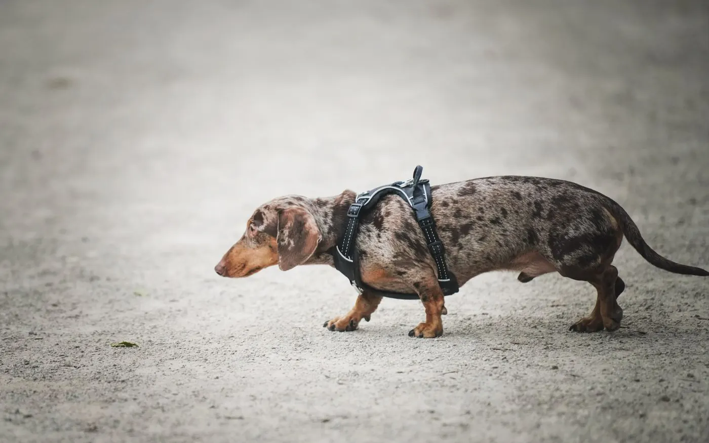 Dachshund near home furniture where a ramp would prevent jumping