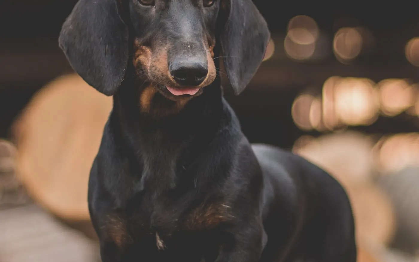 Dachshund being calmly groomed