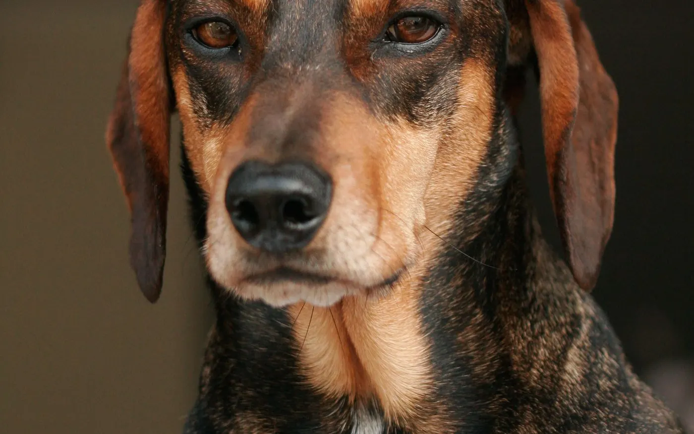 Dachshund resting calmly on a bed with no jumping or strain