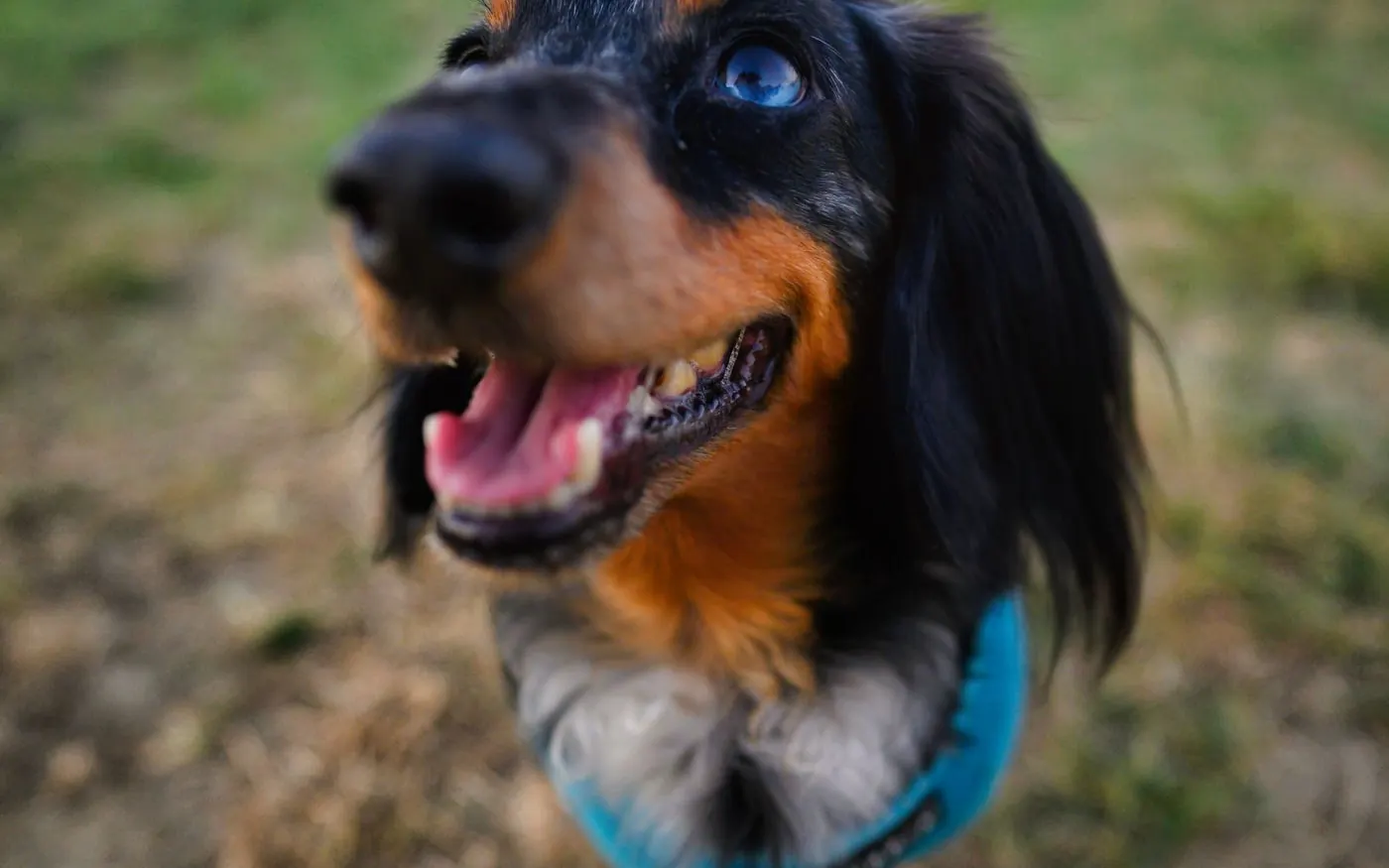 Dachshund outdoors wearing walking gear